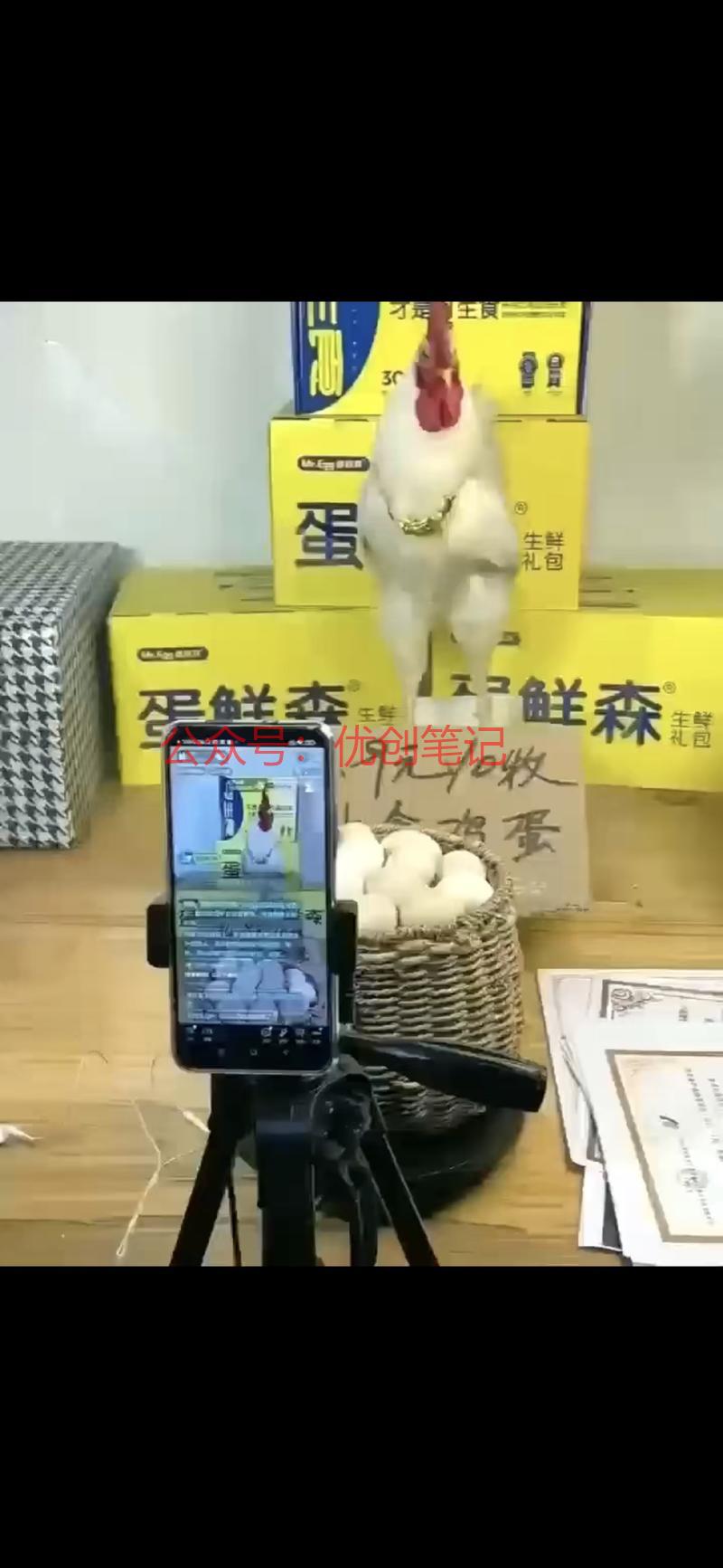 打开思路公鸡直播卖鸡蛋…#情报-搞钱线报📢论坛-网创交流-优创圈